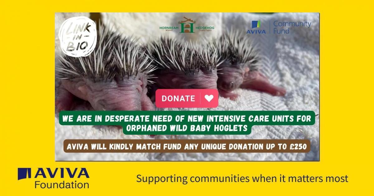 Orphaned Wild Baby Hoglets Intensive Care Units - a Community ...
