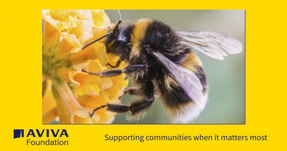 Building the largest Bee Hotel Village in LochNess - a Community ...