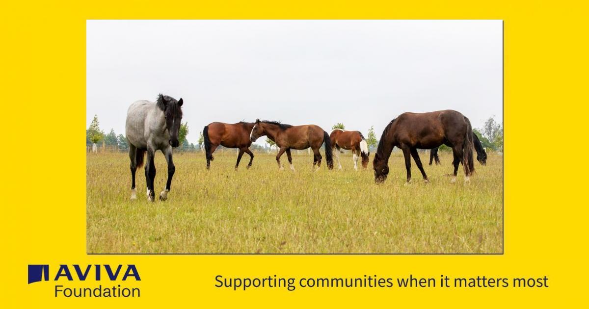 World Horse Welfare - a Charities crowdfunding project in Norwich by ...